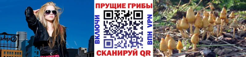 что такое   Шенкурск  Галлюциногенные грибы мухоморы 